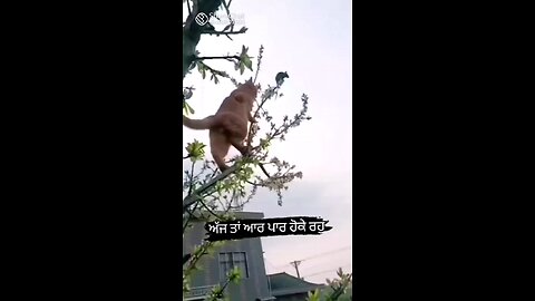 India funny video