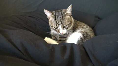 Cat Washes His Fur on the Quilt