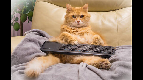 1 Hour Of Funniest Cat 😅 New Funny Cats and Dogs Videos 😸🐶