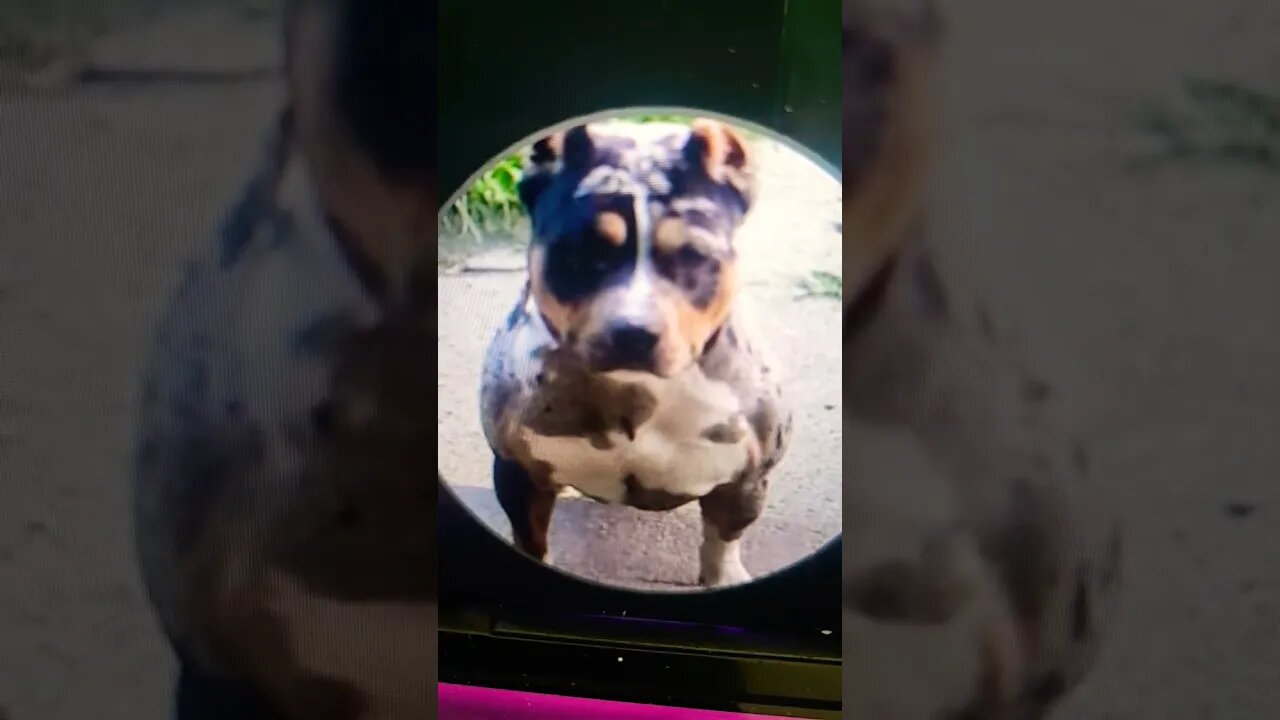 True Freeman Sold a Sick Puppy