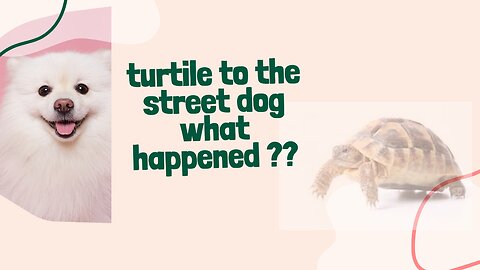 turtile face street dog funny video