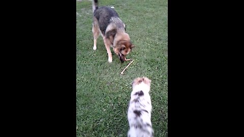 GSD with Kong toy