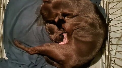 OBI2023 giving birth BSL baby Patterdale Terriers 4 pups drinking milk dogs delivering pups puppies