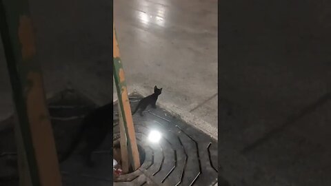 Cat in Quba Mosque: Masjid al-Quba (مَسْجِد قُبَاء‎) is the first mosque ever built | Madinah