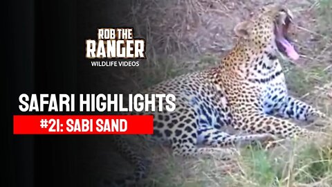 Safari Highlights #21: 19 - 22 October 2009 | Sabi Sand Nature Reserve | Latest Wildlife Sightings