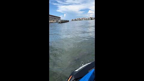 Baby Dolphin Remembers Me! | 4K