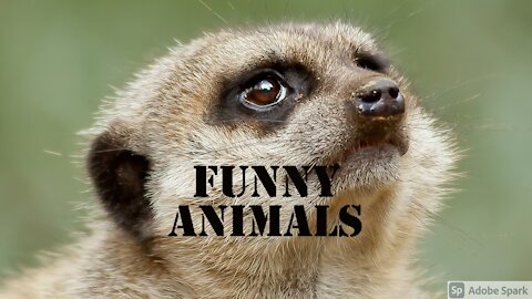 Funny Animals Compilation | Animal fails - Funniest Animals May 2021