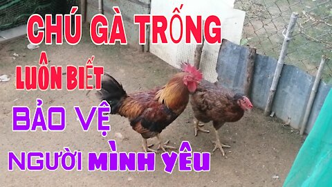 The rooster always knows how to protect the one he loves