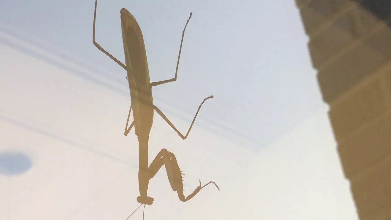 Just a praying mantis on my window