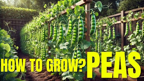 How to Grow Peas for Maximum Harvest in No Time