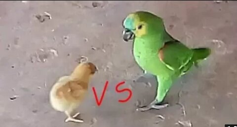 Cub (cock) fights with parrot and look what happened!