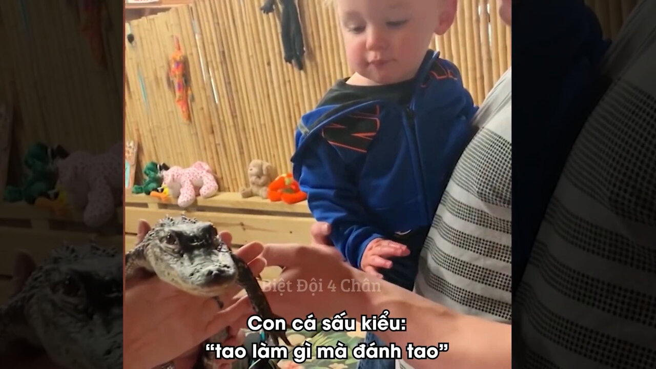 The baby hit a baby crocodile