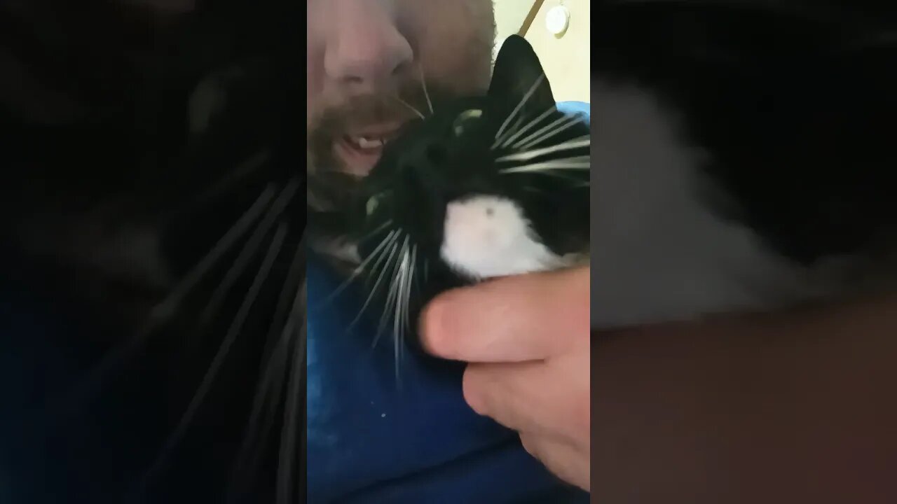 Moonpie is different #shortsfeed #kitty #kittycat #shortsvideo #youtubeshorts #cutekitty #cat