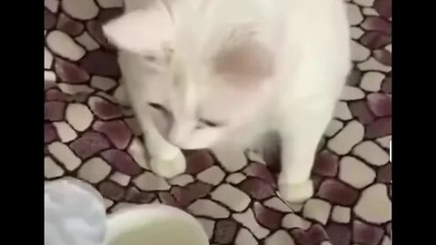 Funny Cat Does Not Like His Food #Funny #Cats