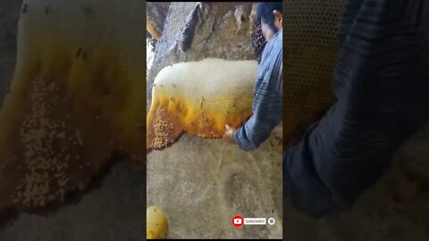 wild honey harvesting shorts youtubeshorts honey trending