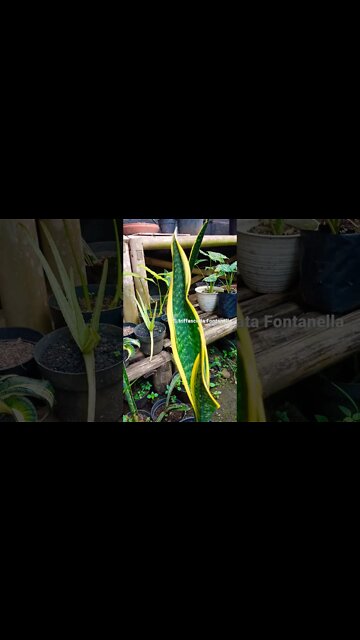 snakeplant/sansevieria triffasciata Fontanella #shorts