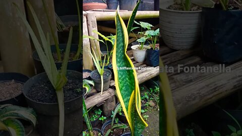 snakeplant/sansevieria triffasciata Fontanella #shorts