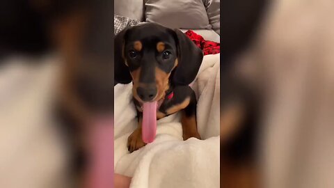 Funniest Animals 🤣😂 New funniest cats and dogs movements 😄🤣