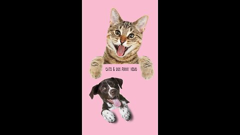 Funniest cats & dogs| funny animal vedio