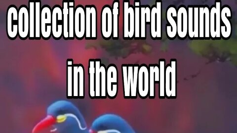 The most beautiful collection of bird sounds in the world #shorts