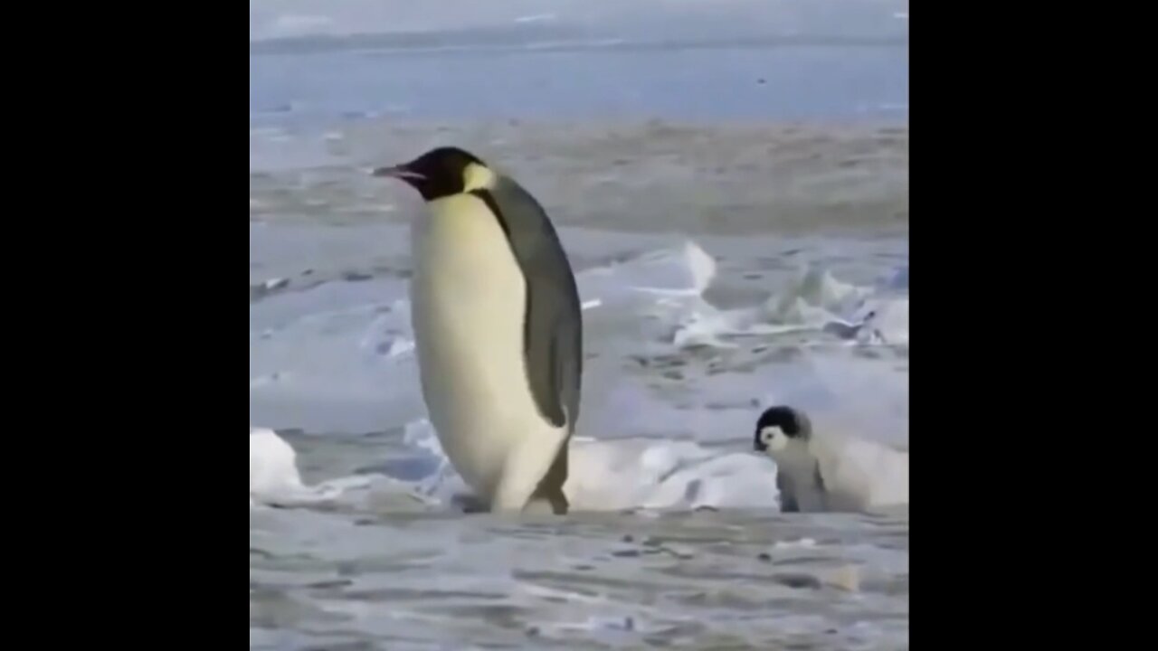 Cute animal video