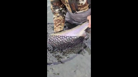 Big alaskan kenai rainbow trout