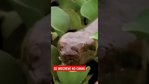 🐆 Predadores e suas presas indefesas, Confira a sobrevivência selvagem 🐆