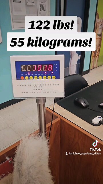 Weighing a big Akita female!