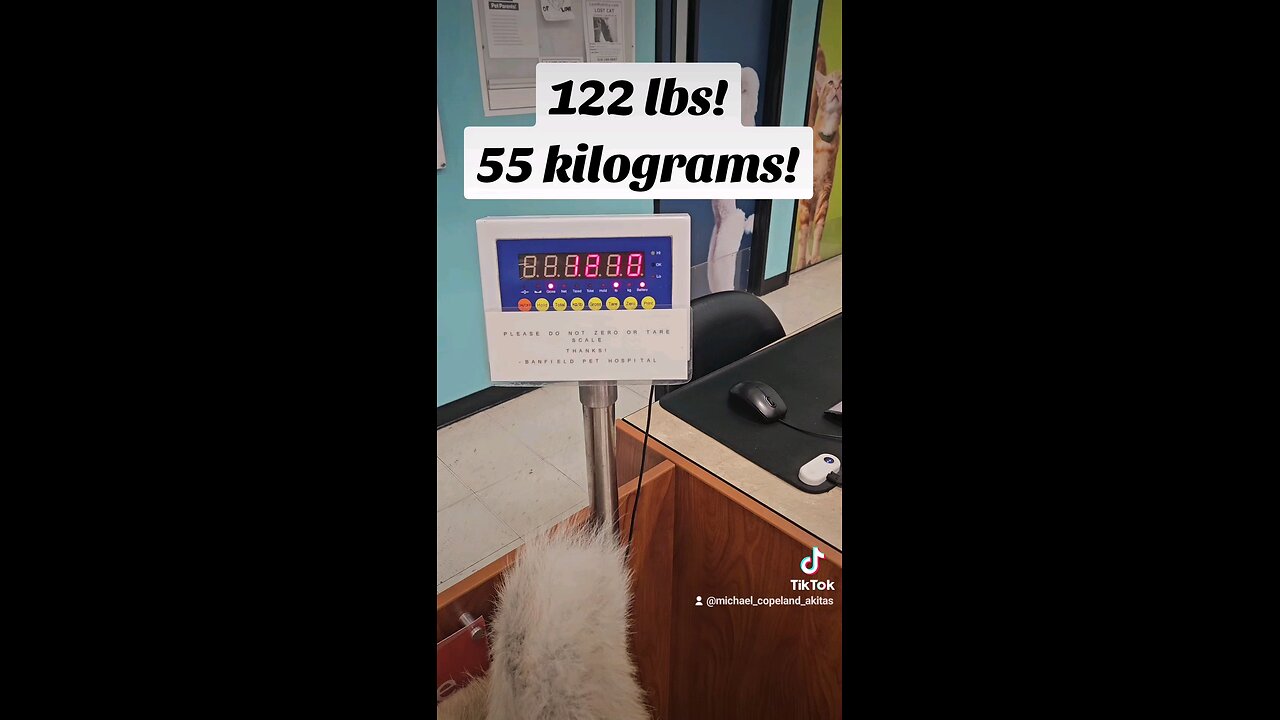 Weighing a big Akita female!