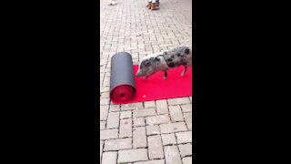 Pig at Cincinnati Zoo rolls out red carpet for early visitors