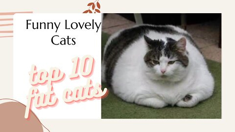 Funny Lovely Cats
