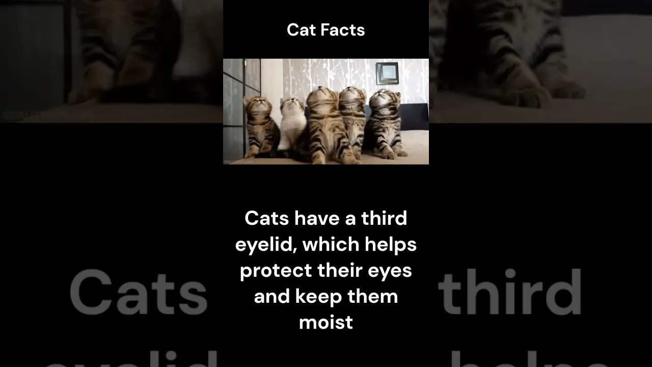 Cat Facts #shorts #youtubeshorts #cat #facts #Humor