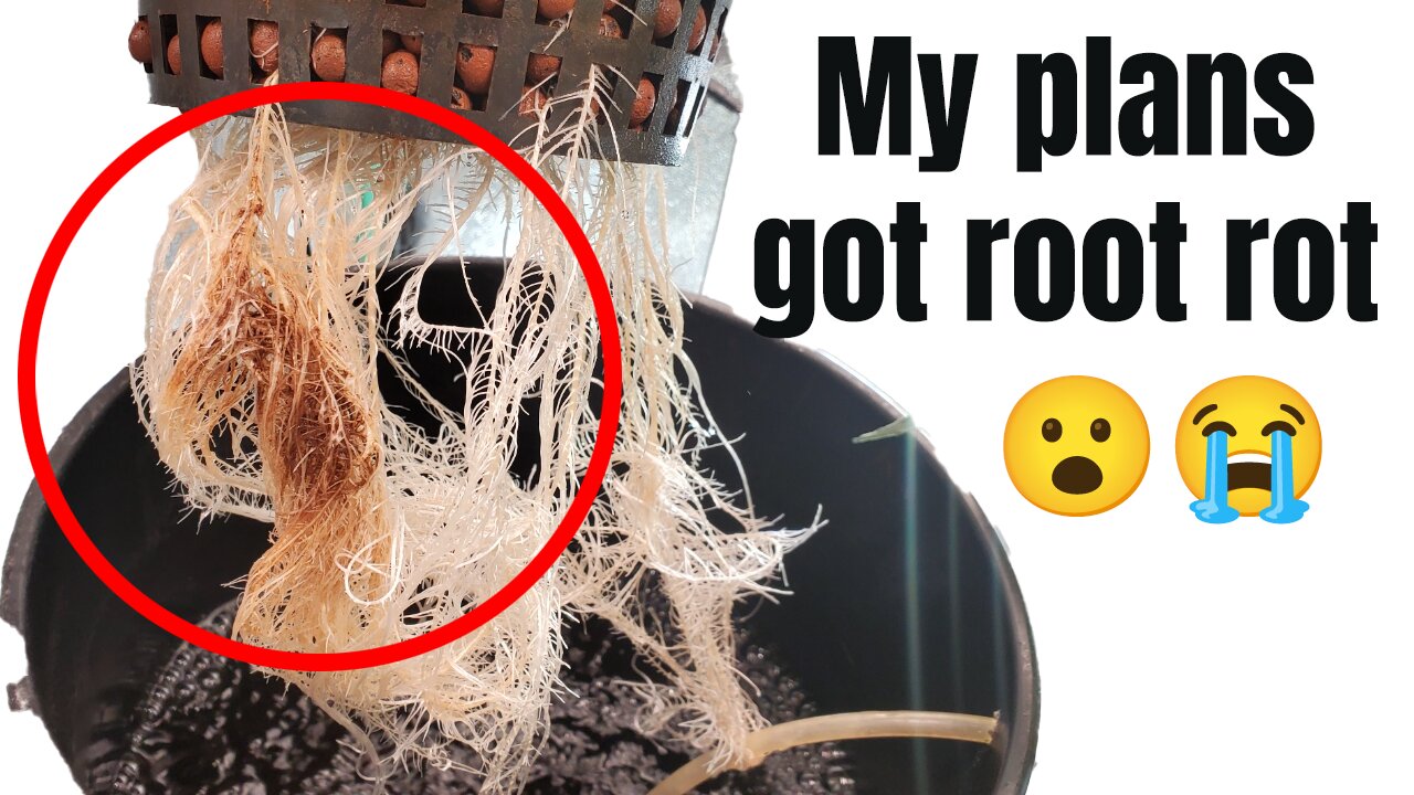 My Plants Got Root Rot | Week 6 Growlog: Tackling Root Rot & Soil MixUps | Papaya Kush & White Widow
