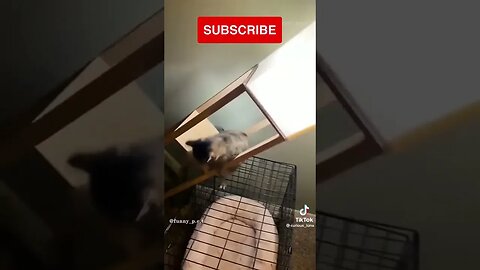 " Funny Animal Videos Compilation Funniest Cats & Dogs etc.