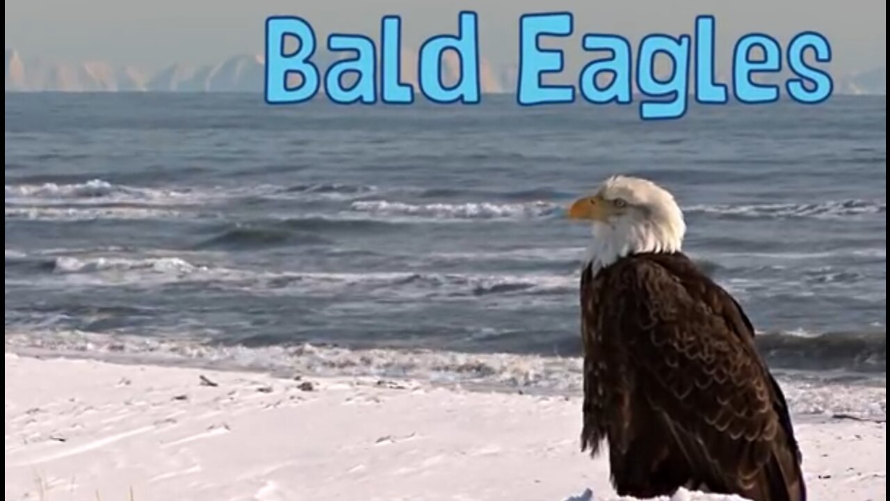BALD EAGLE" Animals For Kids