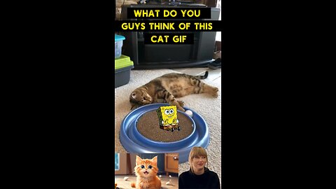 Cute Cat Gif