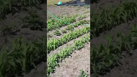 Gardening corn, potatoes and beans #gardening #garden