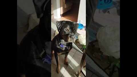 #pbandDuke #theDukeandme #rottweilers #rotties #goodmanners #snacktime #apple #peanutbutter #