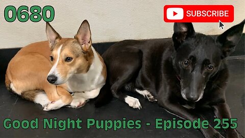 [0680] GOOD NIGHT PUPPIES - EPISODE 255 [#dogs #doggos #doggies #puppies #dogdaycare]