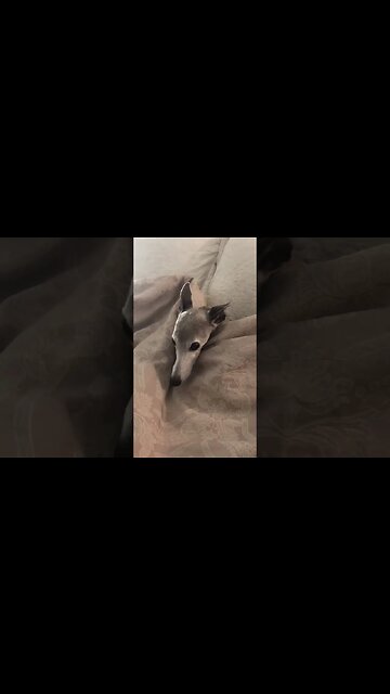 Good night to Ash the whippet