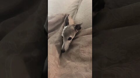 Good night to Ash the whippet