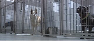 Animal Foundation taking stray animals on Fourth of July