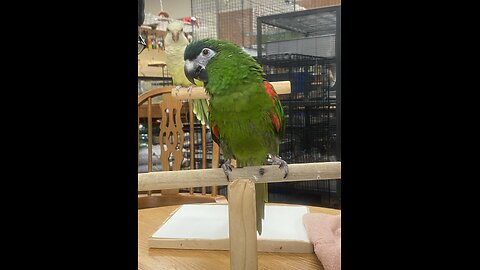 Macaw