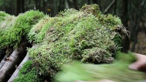 Solo Moss Survival Shelter Build &20