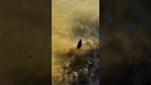 Little Creek Bass on one of our Flat Top Minnows! #fishing #bass #bassfishing #creekfishing #shorts