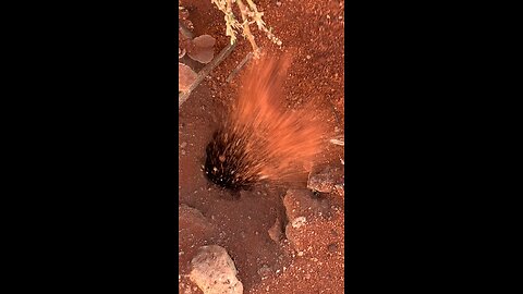 Guess who’s looking for a gold 😉