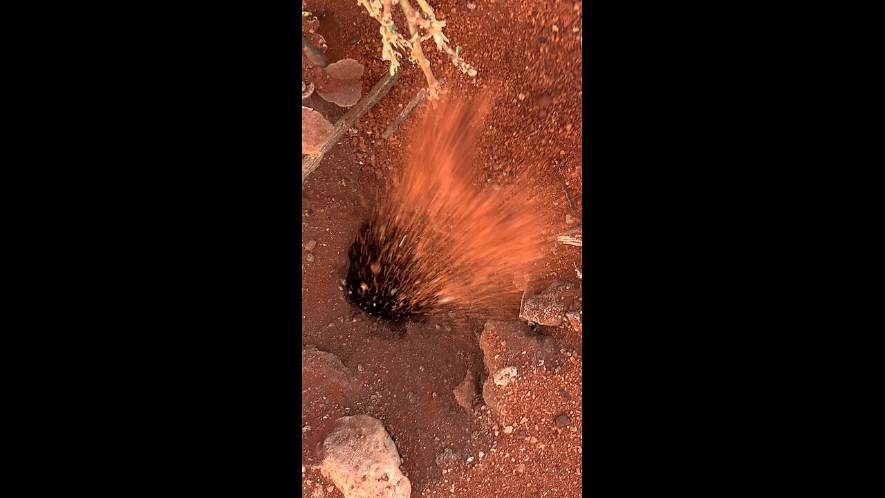 Guess who’s looking for a gold 😉