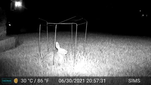 Rabbits and Foxes