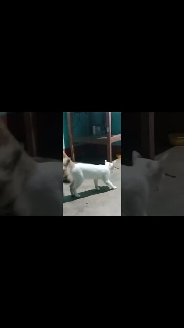 Awesome SO Cute Animal ! Funny Dog and Cat Videos to Keep You Smiling! 🐱🐶🐰