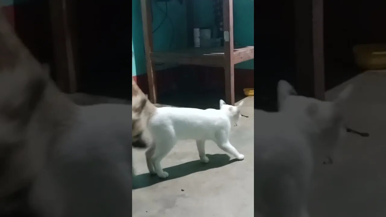 Awesome SO Cute Animal ! Funny Dog and Cat Videos to Keep You Smiling! π±πΆπ°